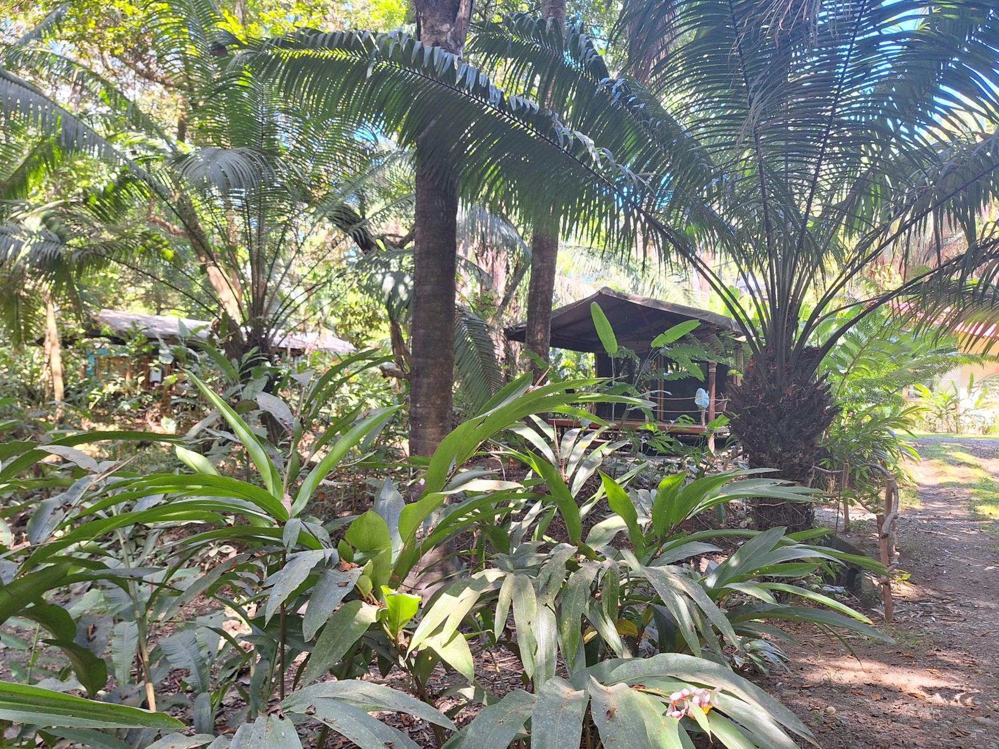 Four Monkeys Eco Lodge - Jungle & Beach Cabo Matapalo Exterior foto